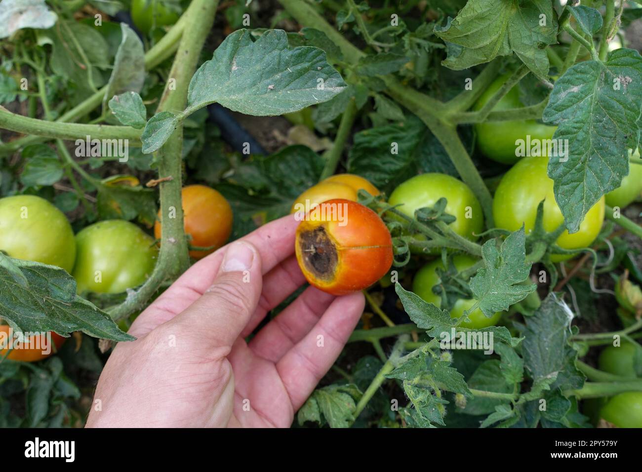 Nahaufnahme Tomatenanbau, Tomatenkrankheiten, Tomatenpilzkrankheit, erkrankte Tomaten Stockfoto