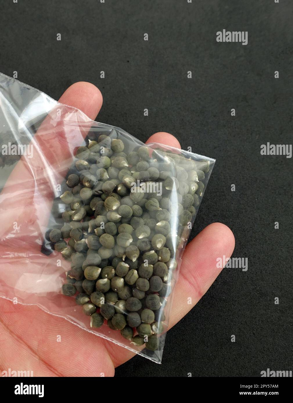 Nahaufnahme von Okra-Samen in einem Paket, Paket voll mit Okra-Samen auf schwarzem Hintergrund Stockfoto