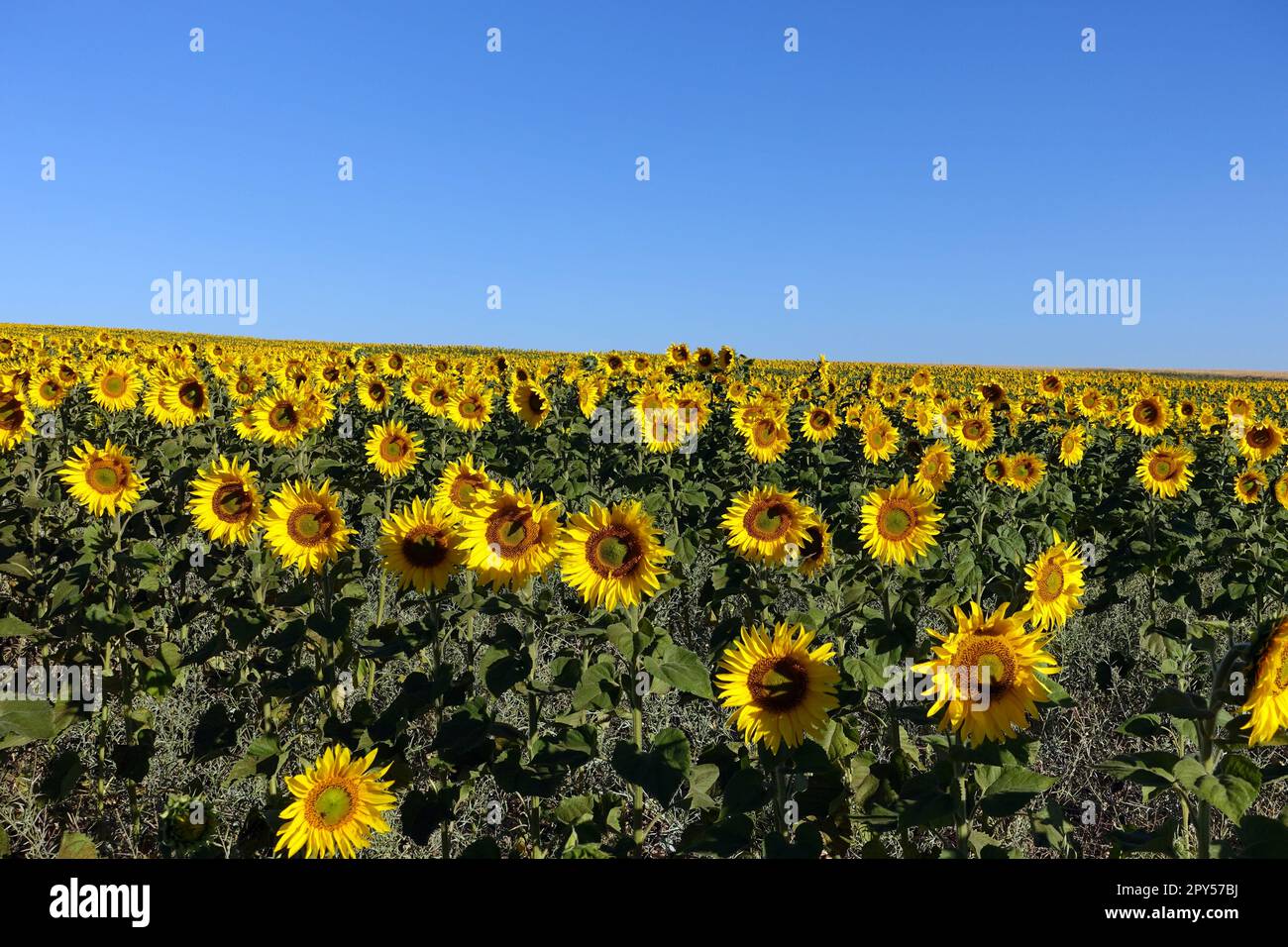 Tausende von Sonnenblumen im Sonnenblumenfeld und blauem Himmel, Blick auf das Sonnenblumenfeld am frühen Morgen Stockfoto