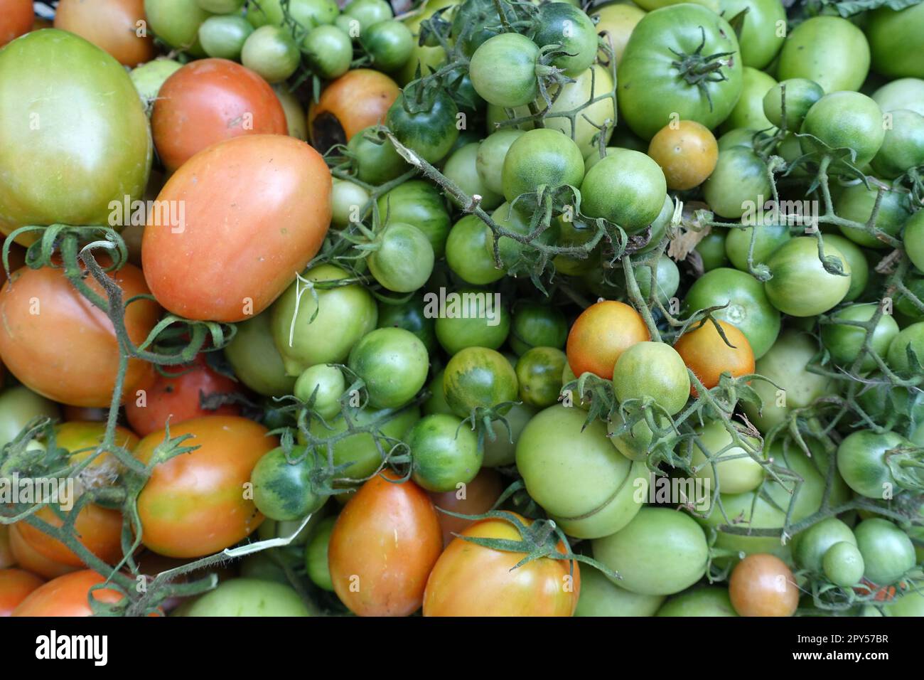 Dorftomaten in einer Schüssel aus nächster Nähe, hormonfreie und gentechnikfreie Tomaten, Stockfoto