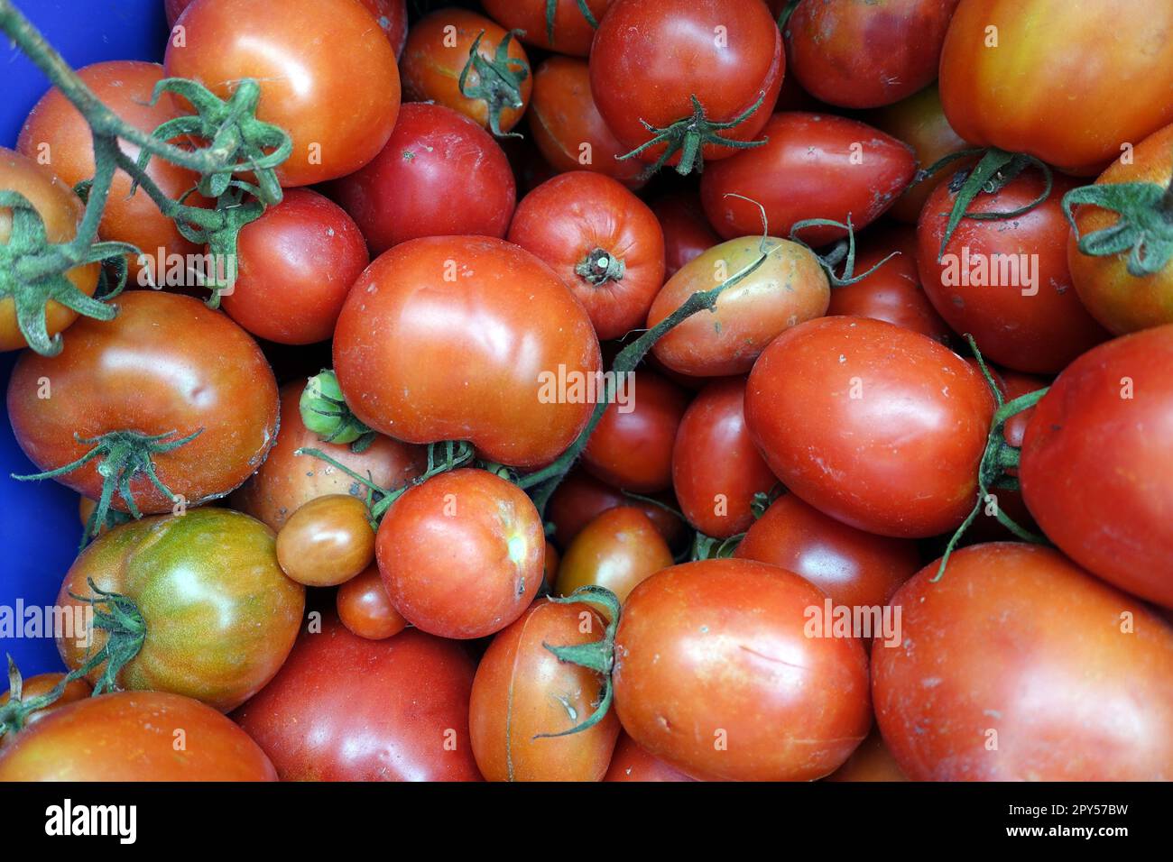 Dorftomaten in einer Schüssel aus nächster Nähe, hormonfreie und gentechnikfreie Tomaten Stockfoto