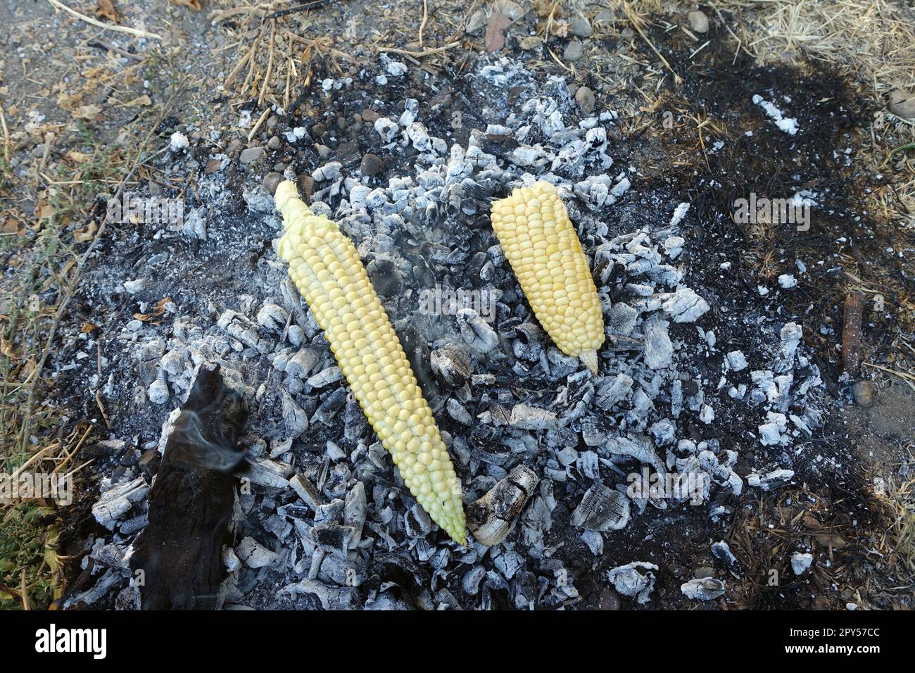 Kochen von Mais auf Glut, natürlichem, frischem, in Holz gekochtem Mais, geröstetem Mais Stockfoto