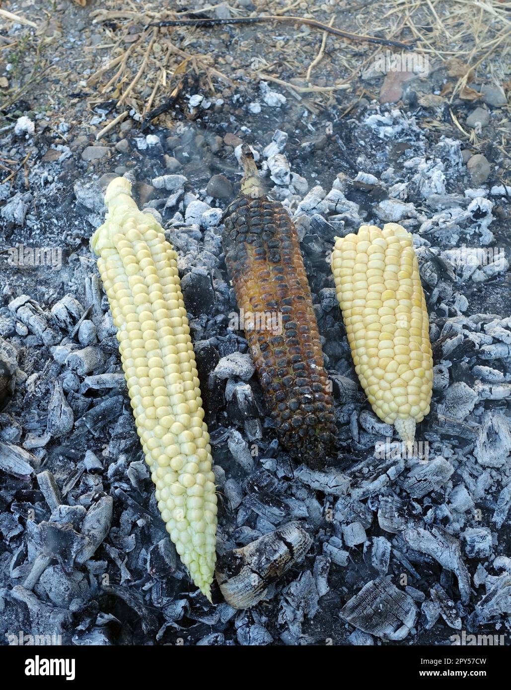 Kochen von Mais auf Glut, natürlichem, frischem, in Holz gekochtem Mais, geröstetem Mais Stockfoto