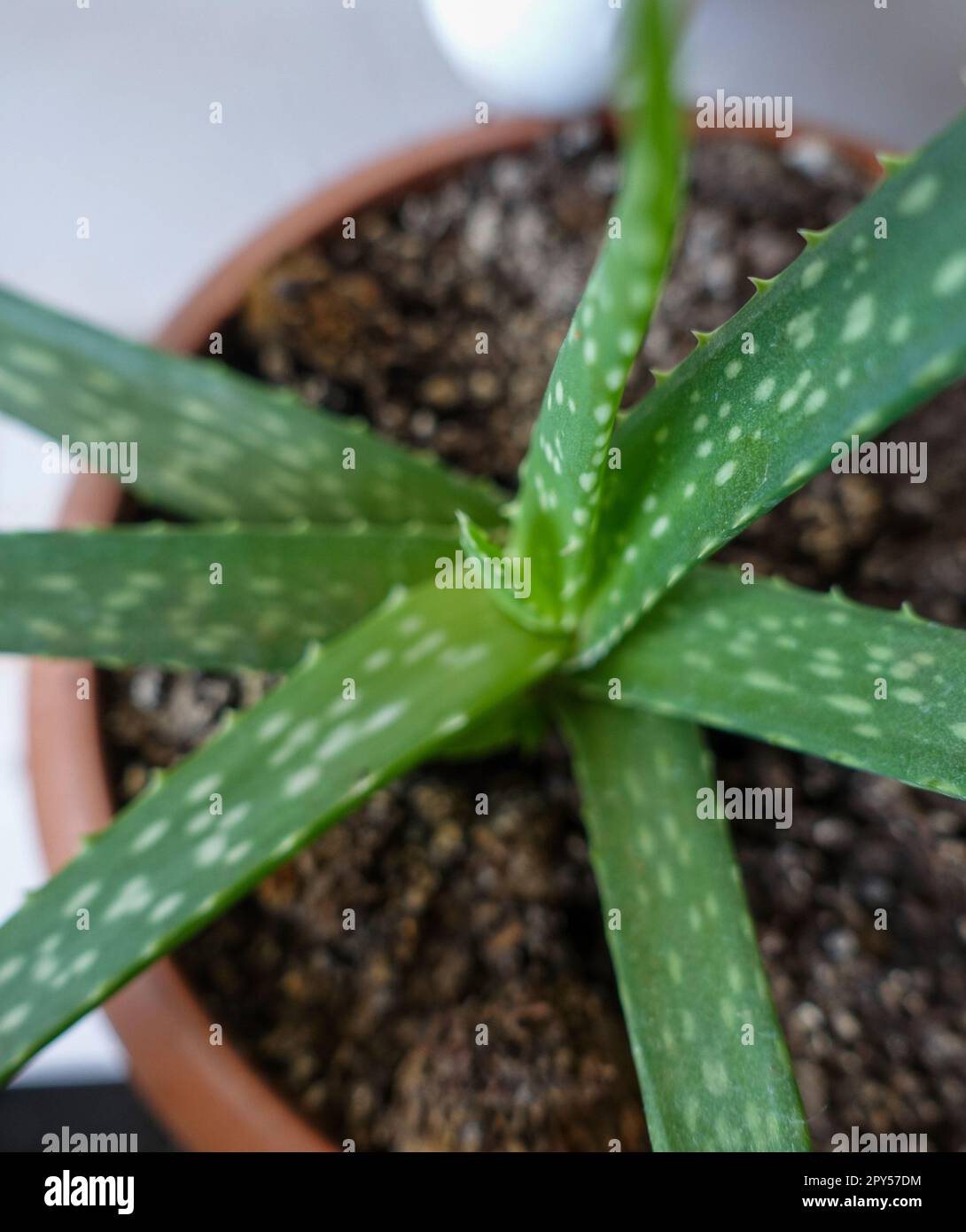 Kleine Aloe-Vera-Sämlinge in Pflanzentopf, Aloe-Vera-Blume aus der Nähe Stockfoto