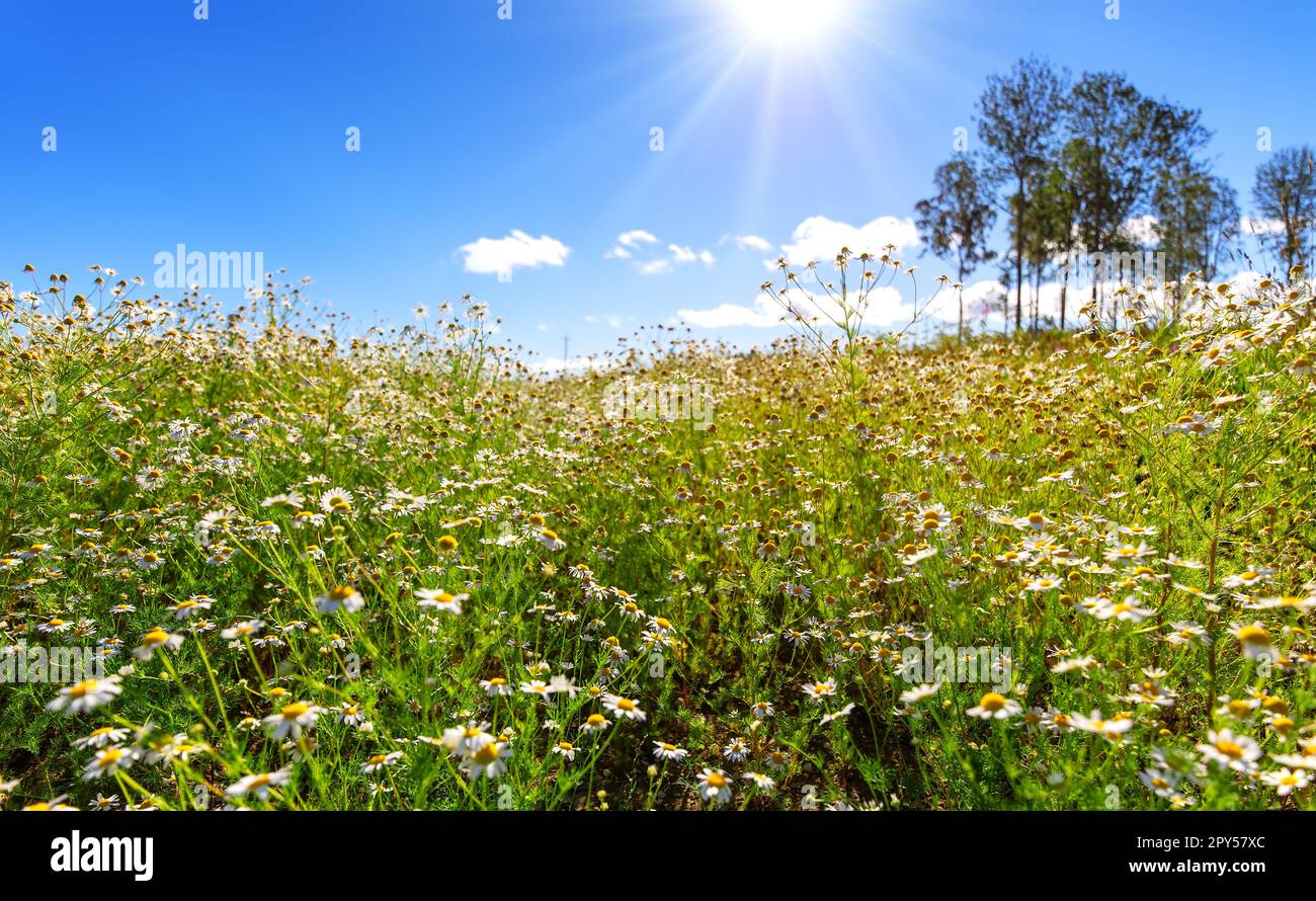 Wiese mit blühenden Gänseblümchen im Naturpark bei Sommersonne. Stockfoto