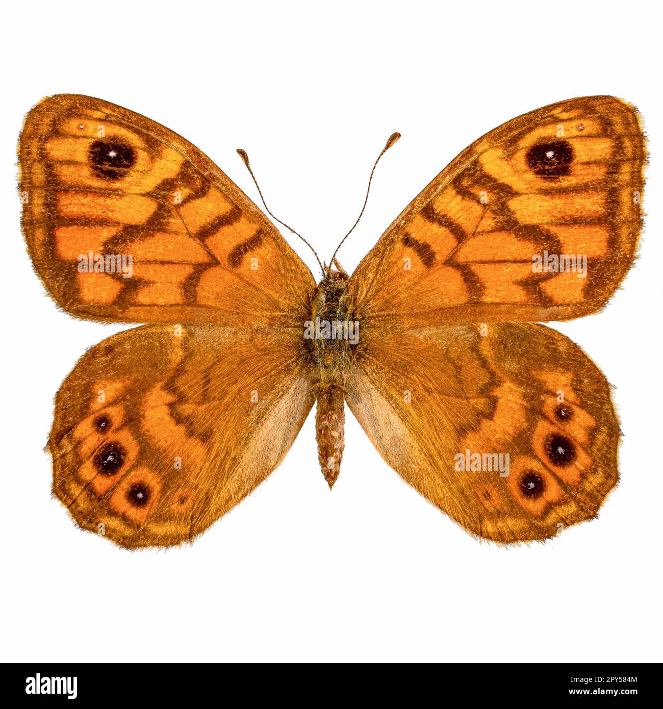 Wand braun Schmetterling Stockfoto