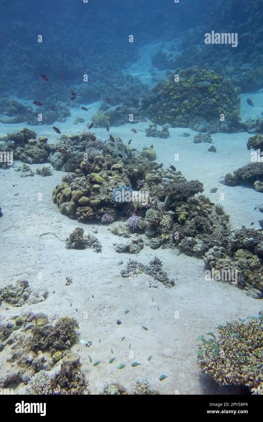 Farbenprächtiges, malerisches Korallenriff am sandigen Grund des tropischen Meeres, Hartkorallen, Unterwasserlandschaft Stockfoto