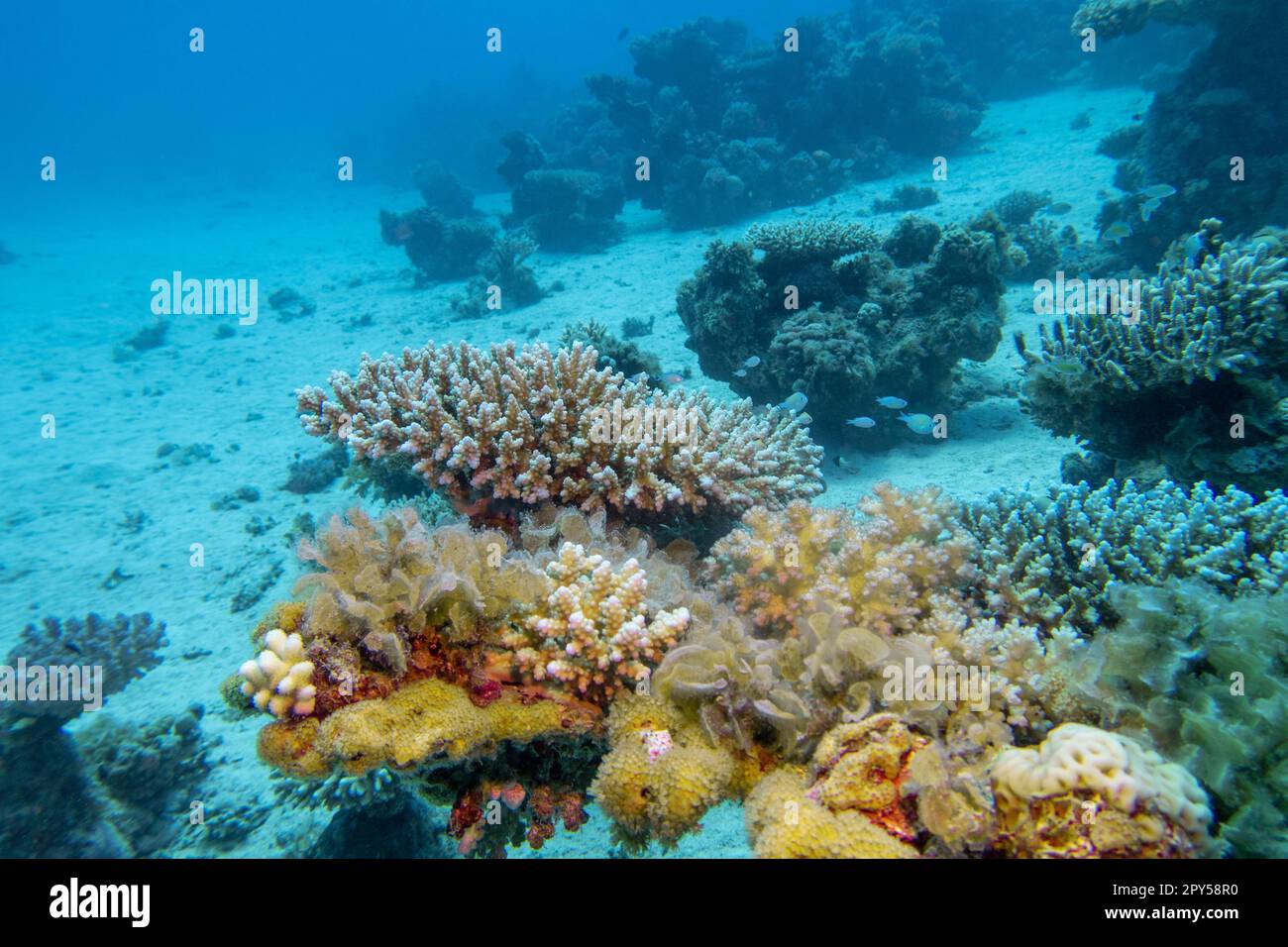 Farbenfrohes, malerisches Korallenriff am Grund des tropischen Meeres, harte Korallen, Unterwasserlandschaft Stockfoto
