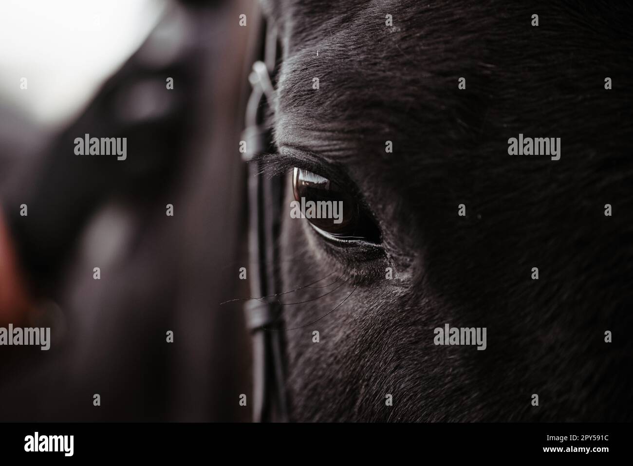 Schwarzes Pferd, Augenpferd nah oben, schwarzes Wildpferd im natürlichen Hintergrund, Porträt des Pferdes, Makroschuss eines Pferdeauges Stockfoto
