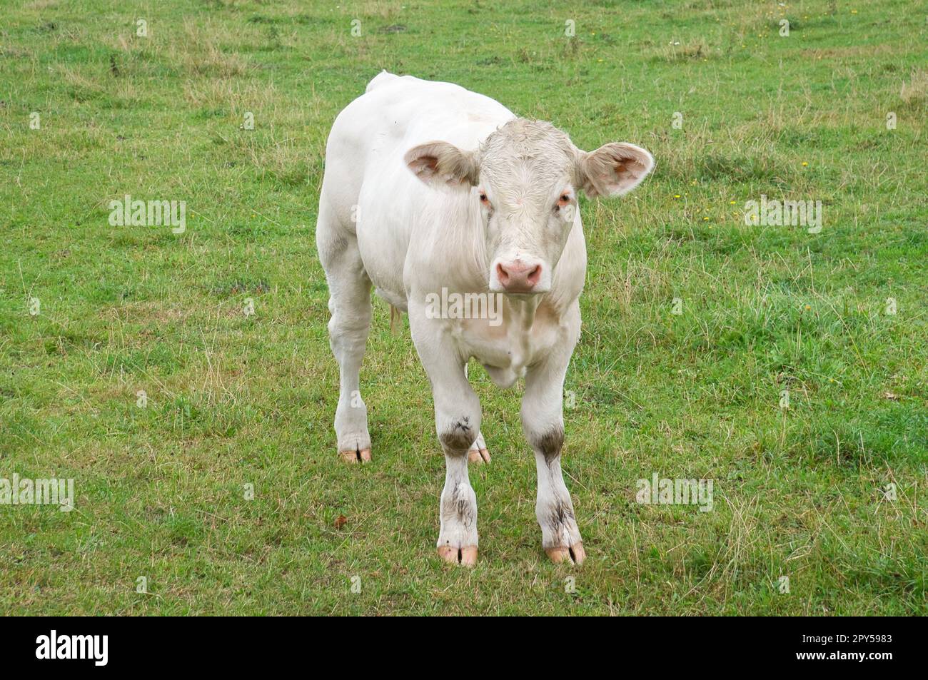 Weißes Kuhkalb auf der Wiese. Nutztiere für die Fleischerzeugung. Stärkeres Huftier Stockfoto