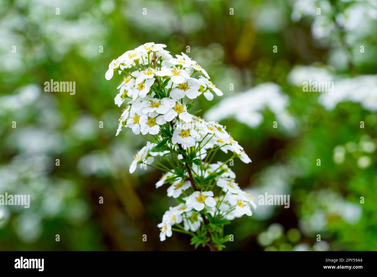 Eine Nahaufnahme der Masse weißer Blumen auf einem Spirea-Strauß Stockfoto