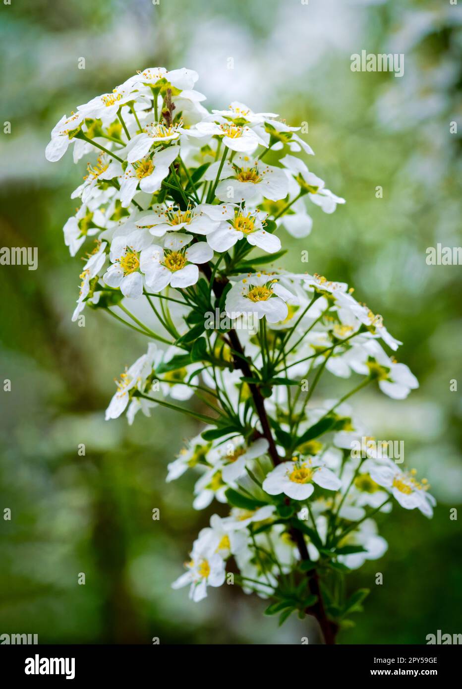 Eine Nahaufnahme der Masse weißer Blumen auf einem Spirea-Strauß Stockfoto