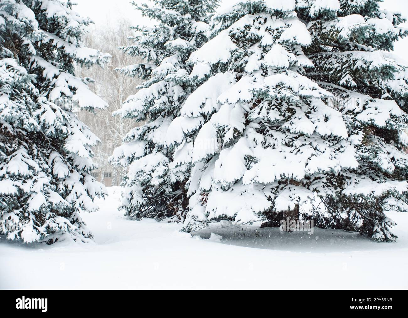 Große Tannen mit Schnee bedeckt. Winterlandschaft Stockfoto
