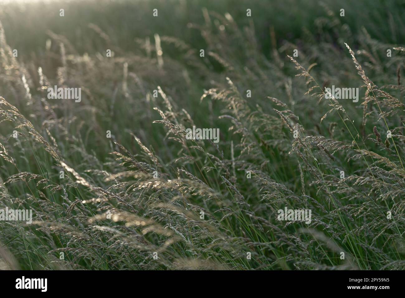 Stämme von frischem und grünem Gras bei Hintergrundbeleuchtung. Hintergrund. Stockfoto