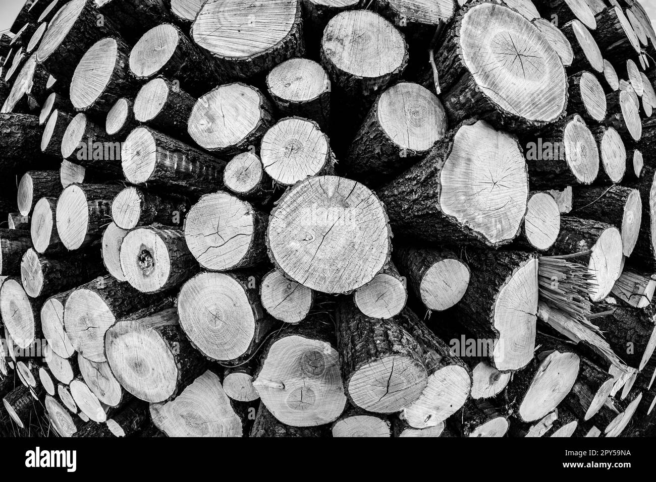 Hintergrund aus den Baumstämmen der geschnittenen Bäume. Schwarz auf Weiß. Fischaugenlinse. Stockfoto
