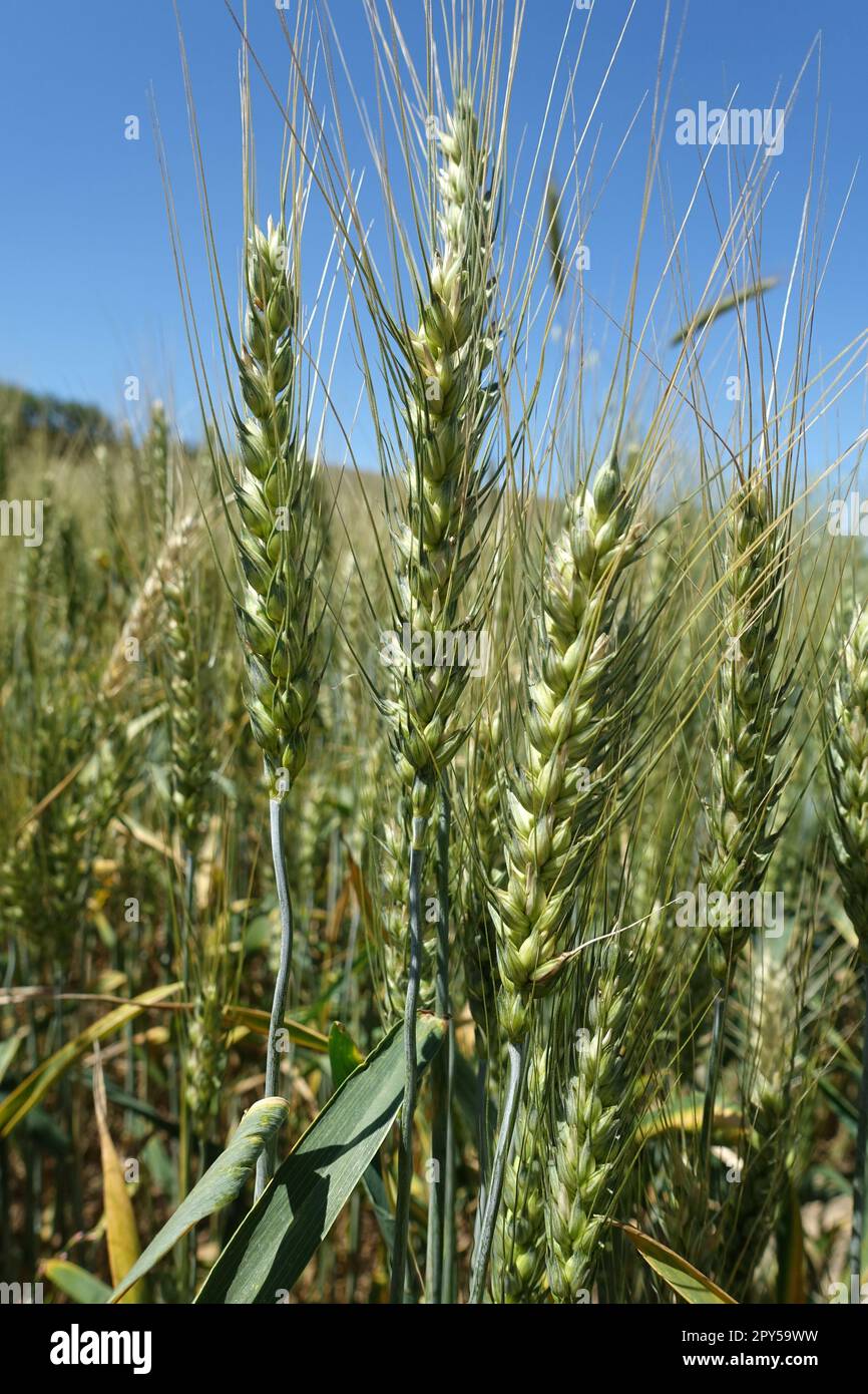 Nahaufnahme von Weizenohren auf dem Feld, Bilder von Weizenohren, Weizenanbau und Weizenerntezeit Stockfoto