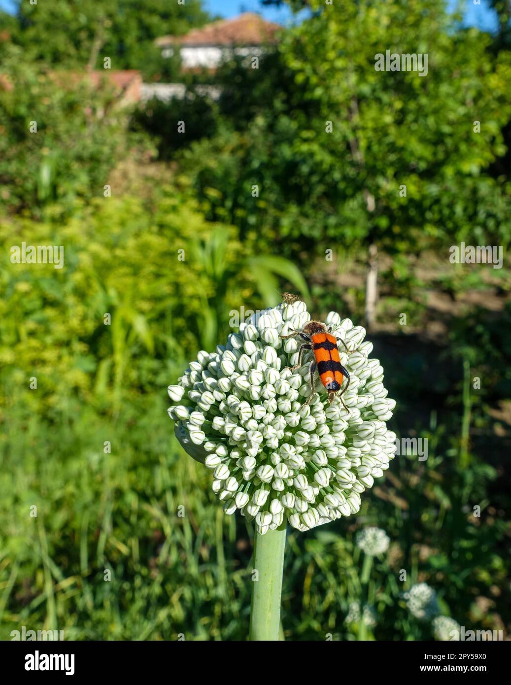 Rotkäfer, der Pollen im Samenteil der Zwiebelpflanze, Zwiebelsaatpflanze sammelt Stockfoto
