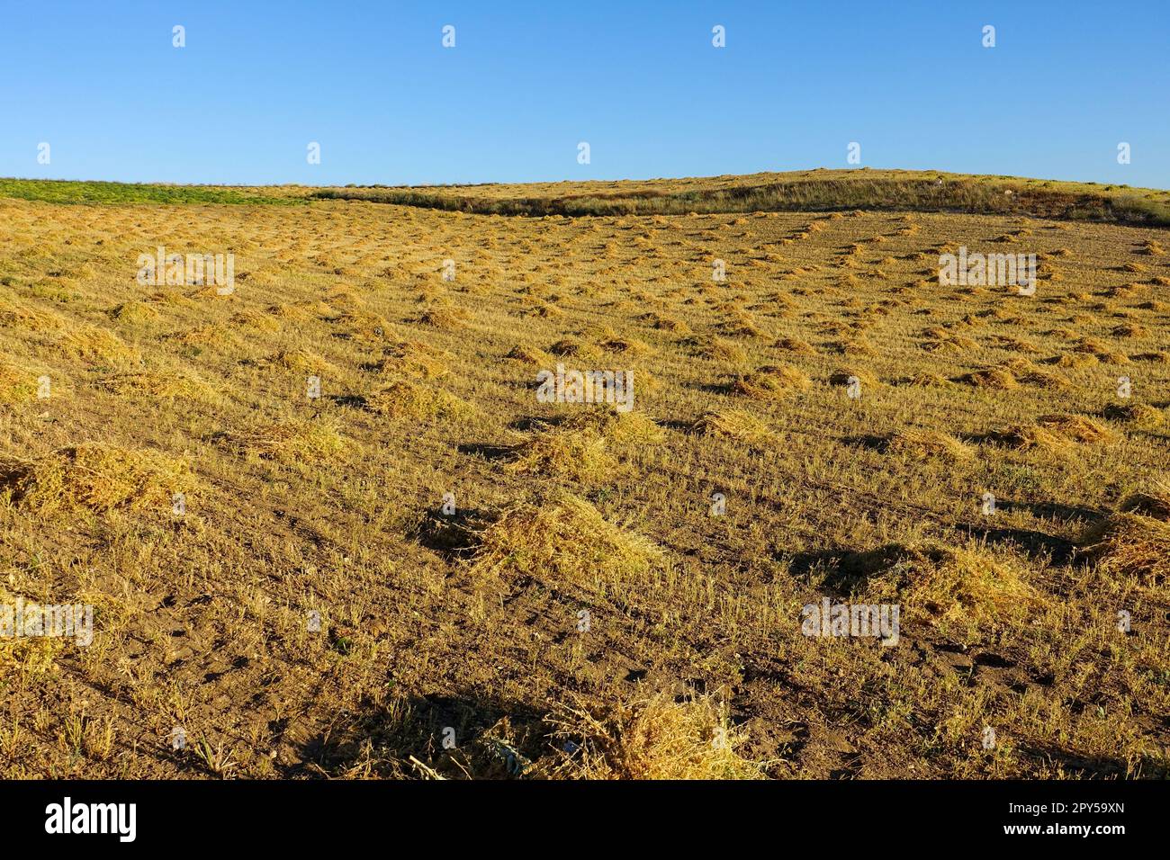 Linsenfelder, zu erntende Linsenfelder, Linsenzucht im kontinentalen Klima Stockfoto
