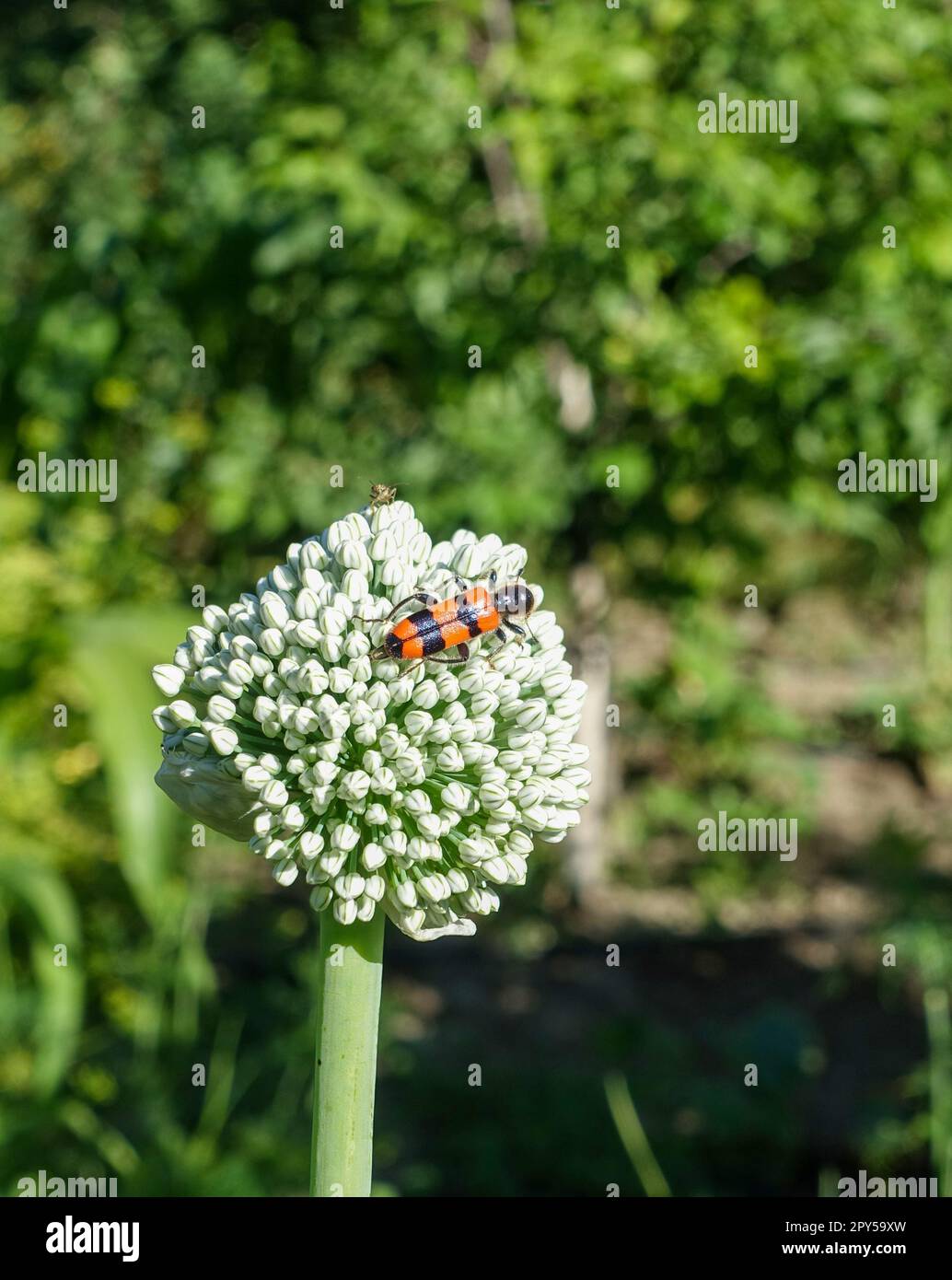 Zwiebelpflanze, die anfängt zu säen, Zwiebelpflanze für Samen, Zwiebelpflanze für Samen im Garten gepflanzt Stockfoto