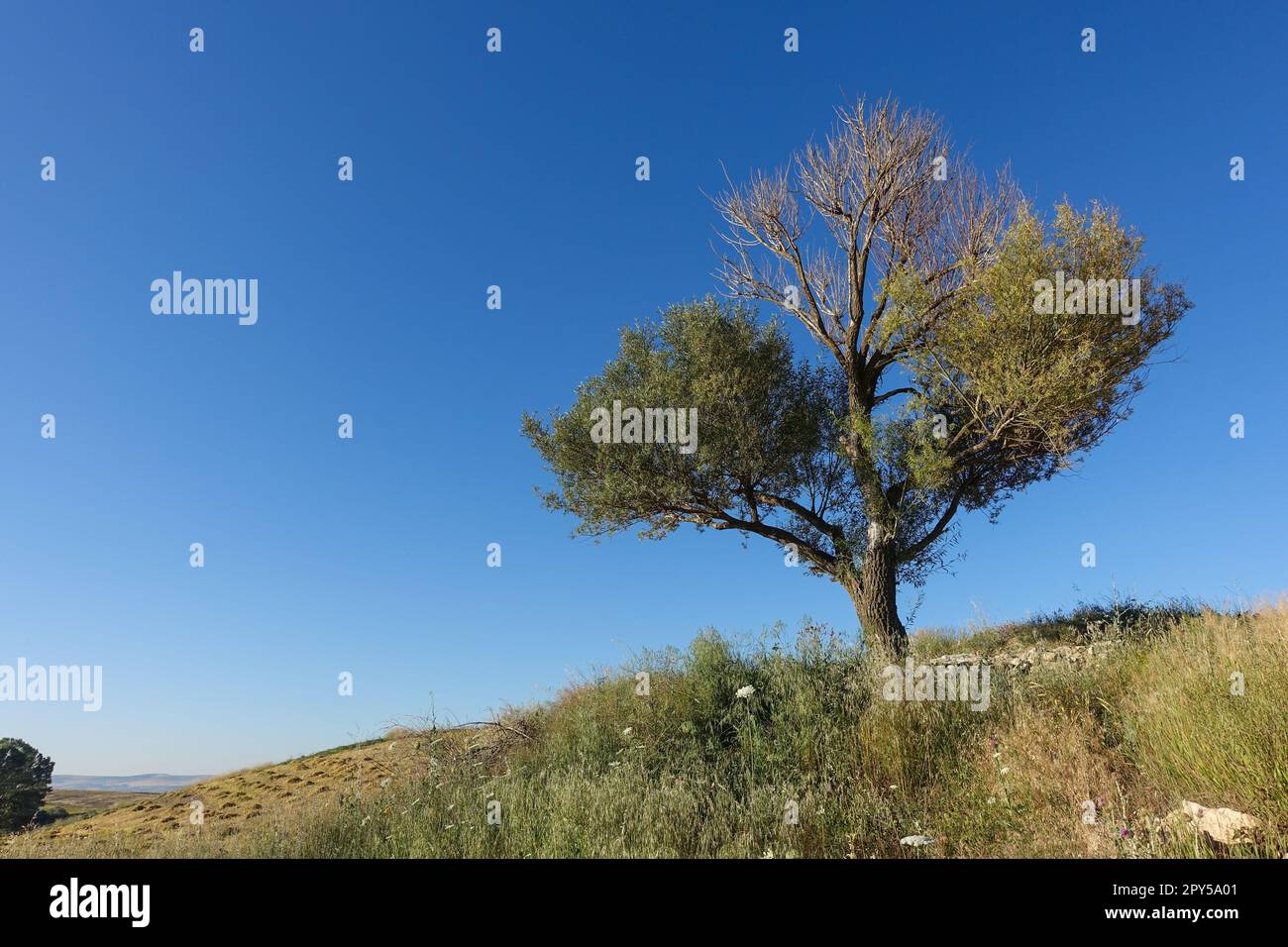 weidenbaum im kontinentalen Klima, blauer Himmel und Weidenbaum Stockfoto