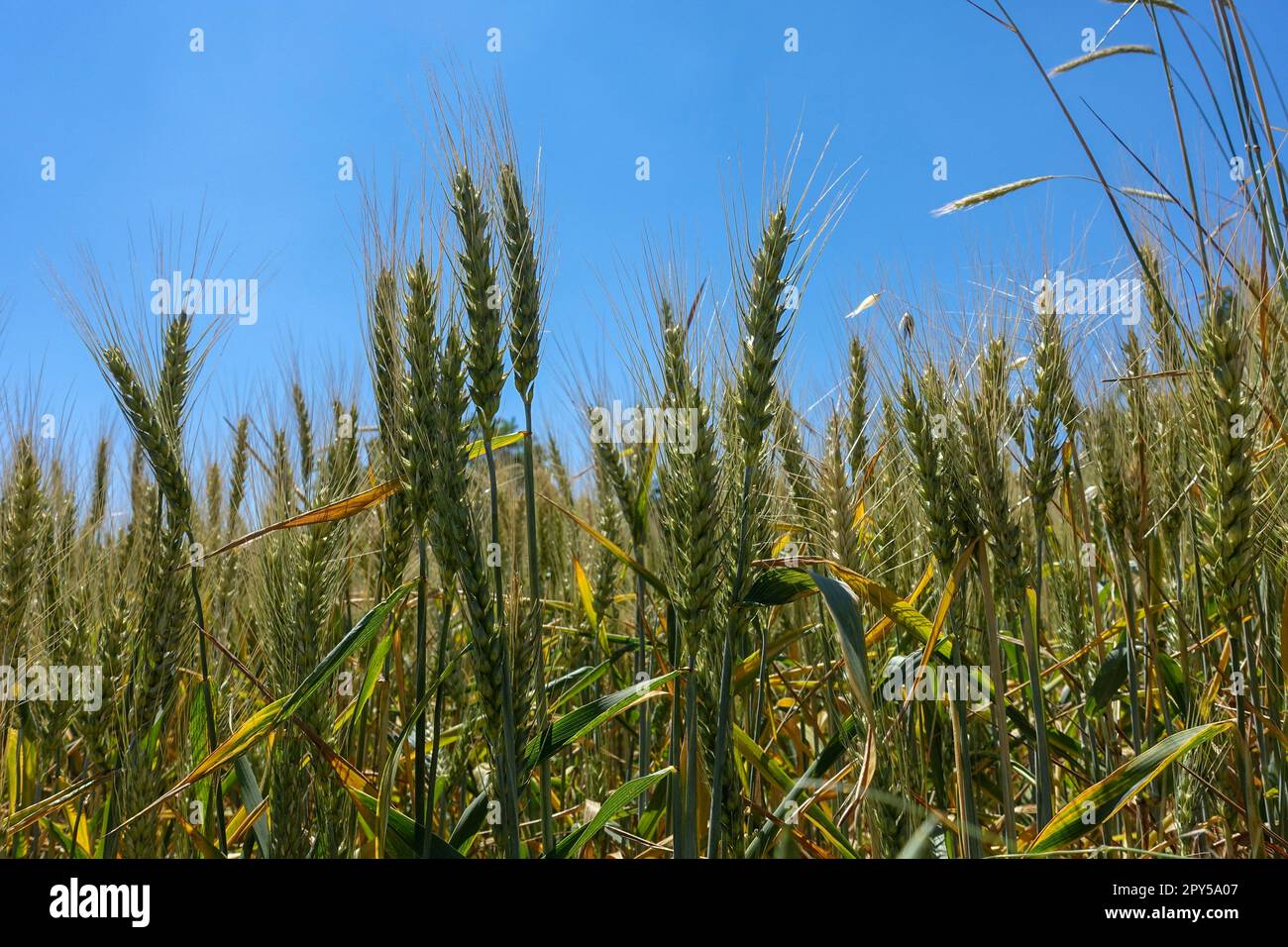 Nahaufnahme von Weizenohren auf dem Feld, Bilder von Weizenohren, Weizenanbau und Weizenerntezeit Stockfoto