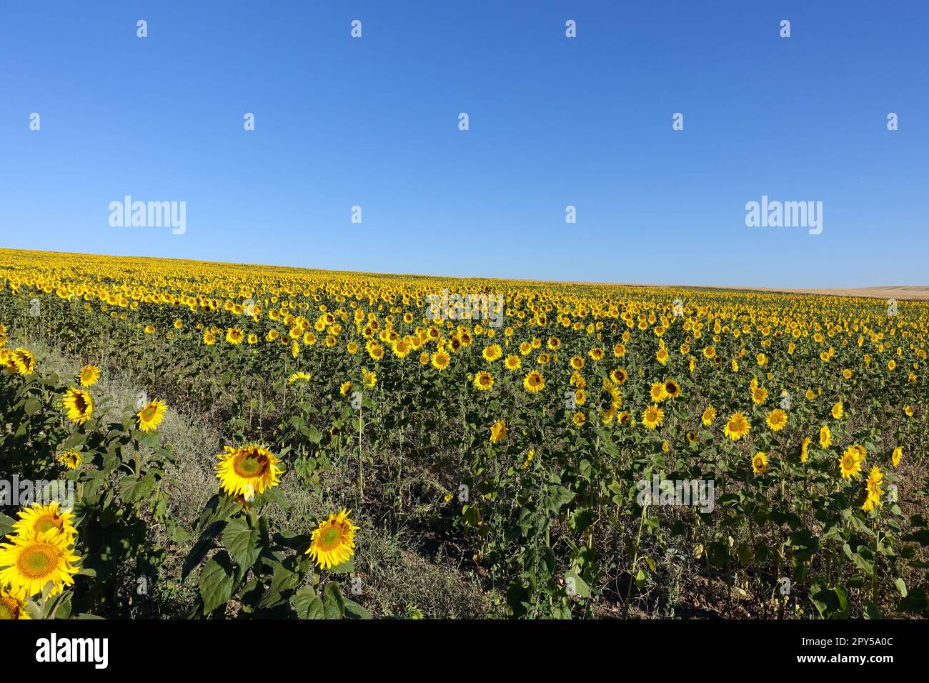 Die herrlichen gelben Blüten der Sonnenblumenpflanze, die zur Ölherstellung verwendet wird Stockfoto