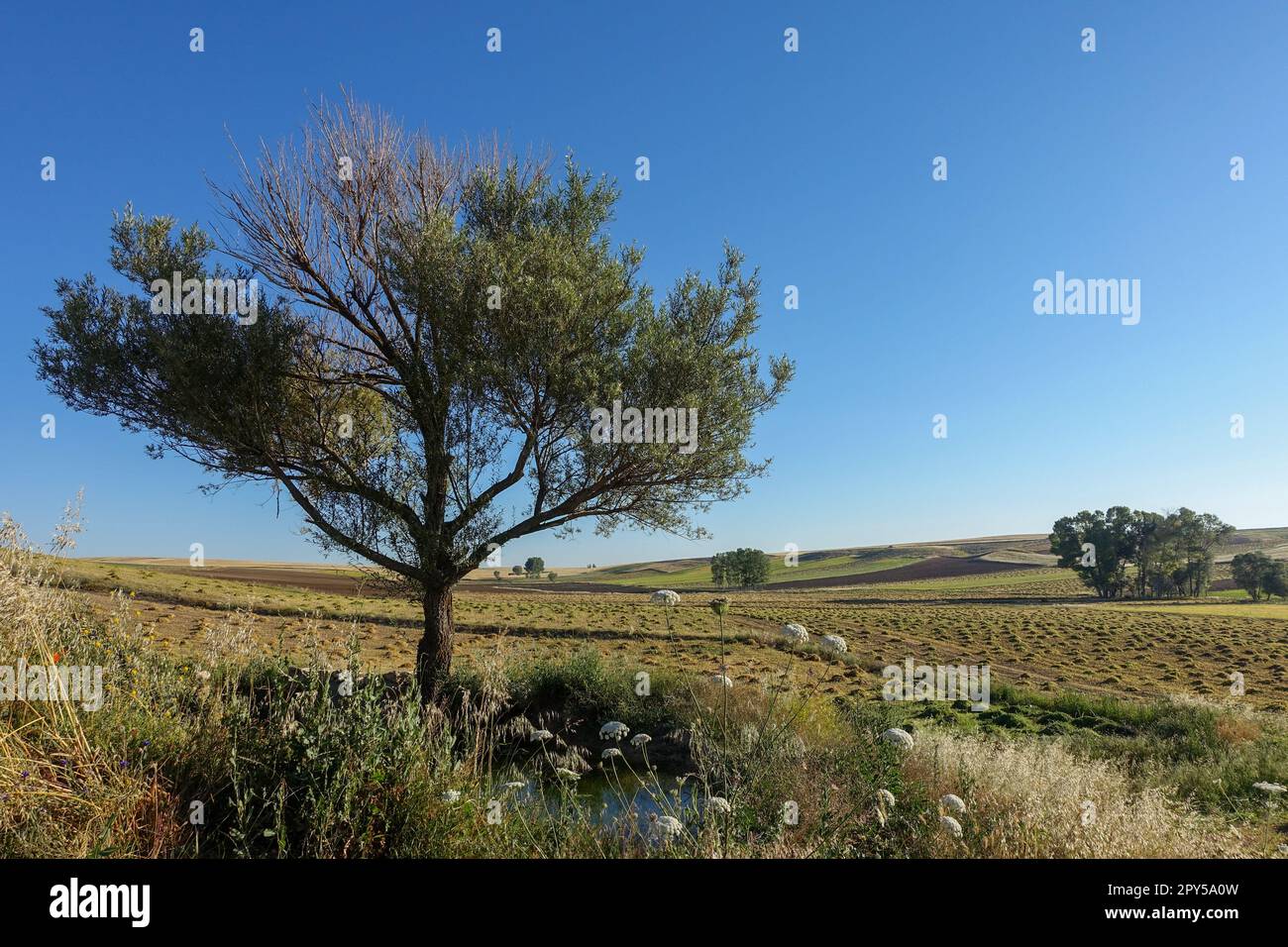 weidenbaum im kontinentalen Klima, blauer Himmel und Weidenbaum Stockfoto