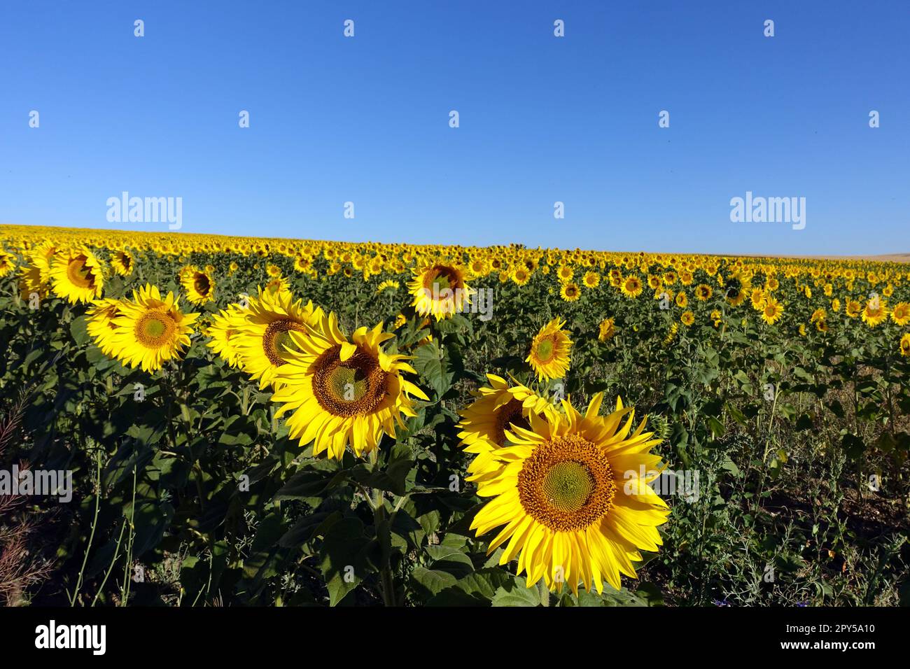 Die herrlichen gelben Blüten der Sonnenblumenpflanze, die zur Ölherstellung verwendet wird Stockfoto