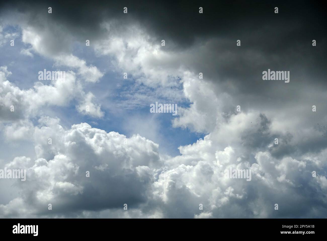 kumuluswolken, aufgeblasene Wolken, gehäufte weiße Wolken Stockfoto