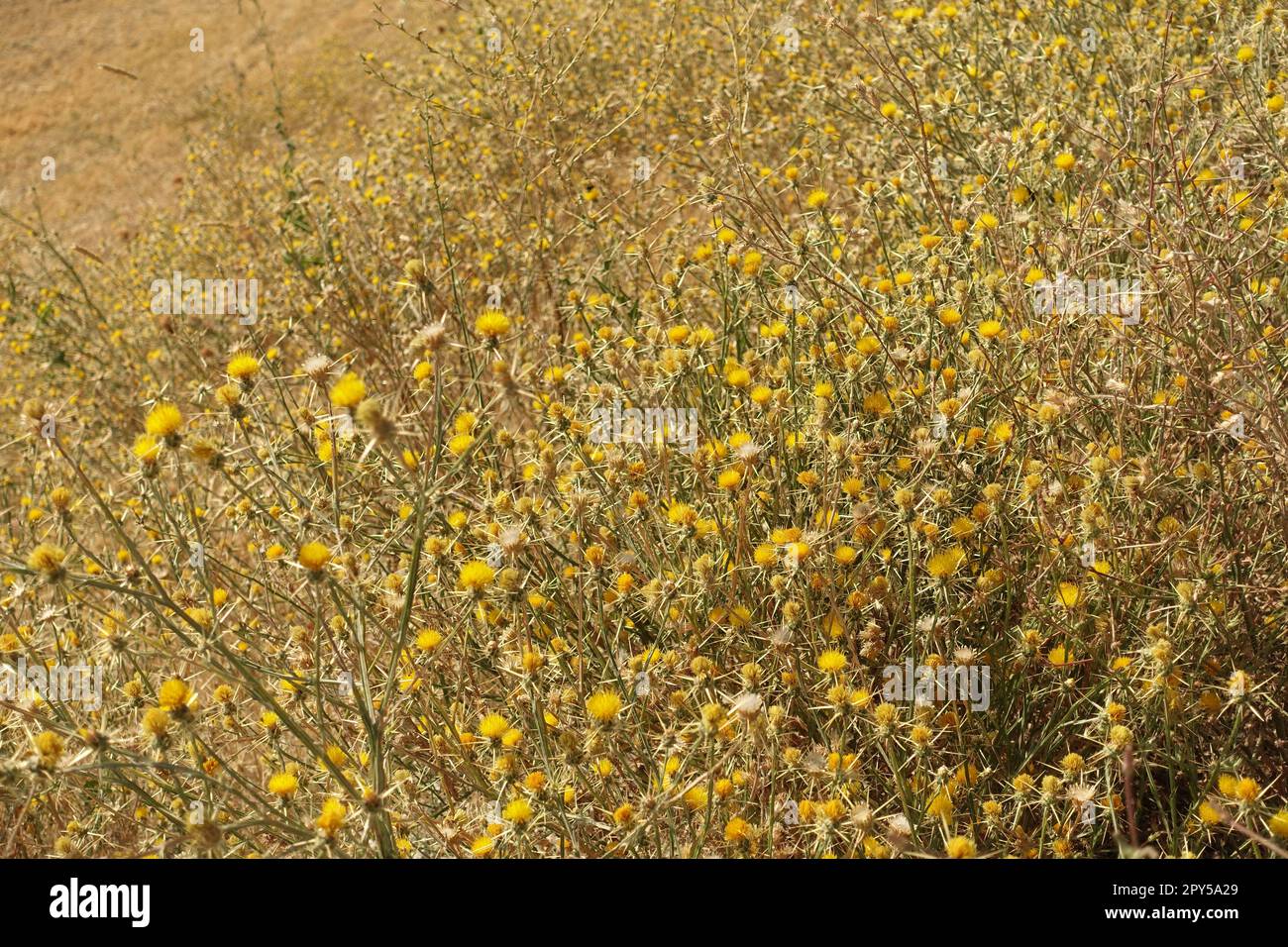 golddorn, Gelbdornpflanze, Scolymus maculatus L. Compositae-Nahaufnahme Stockfoto