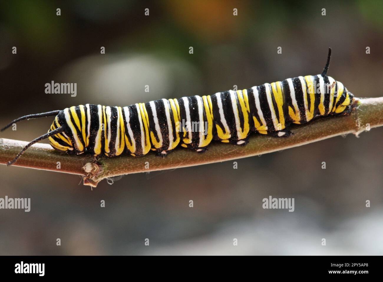 Monarch-Schmetterlingspupa Stockfoto