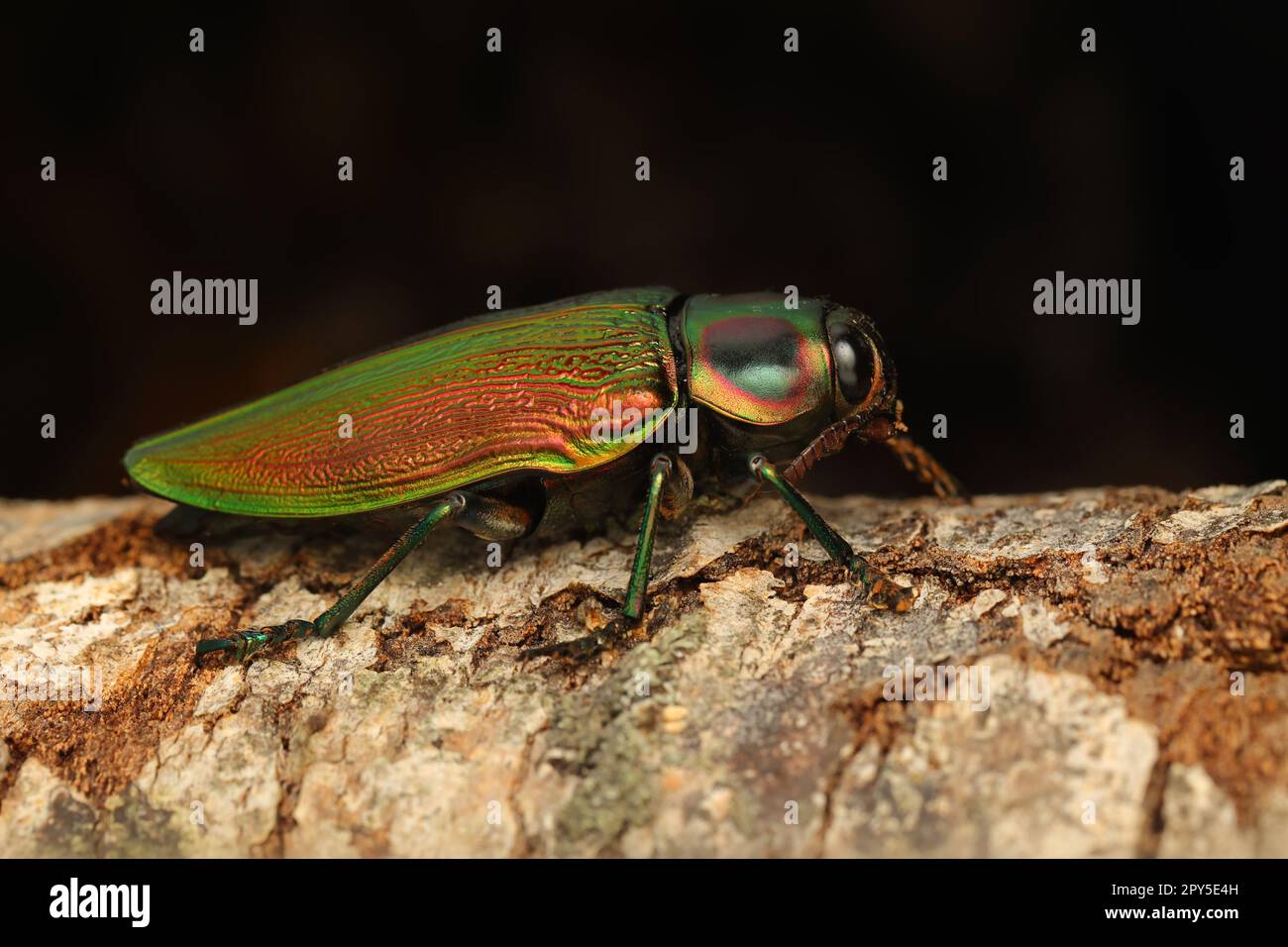 Euchroma gigantea Buprestidae Juwelenkäfer Coleoptera exotische Insekten. Großer Buprestidenkäfer. Tropischer Käfer mit grünem Elytra. Stockfoto