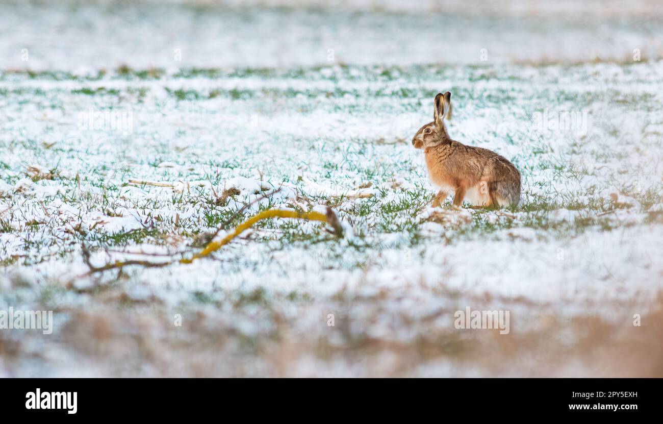 Europäische Feldhase auf Schnee im Winter mit weißem Hintergrund Stockfoto