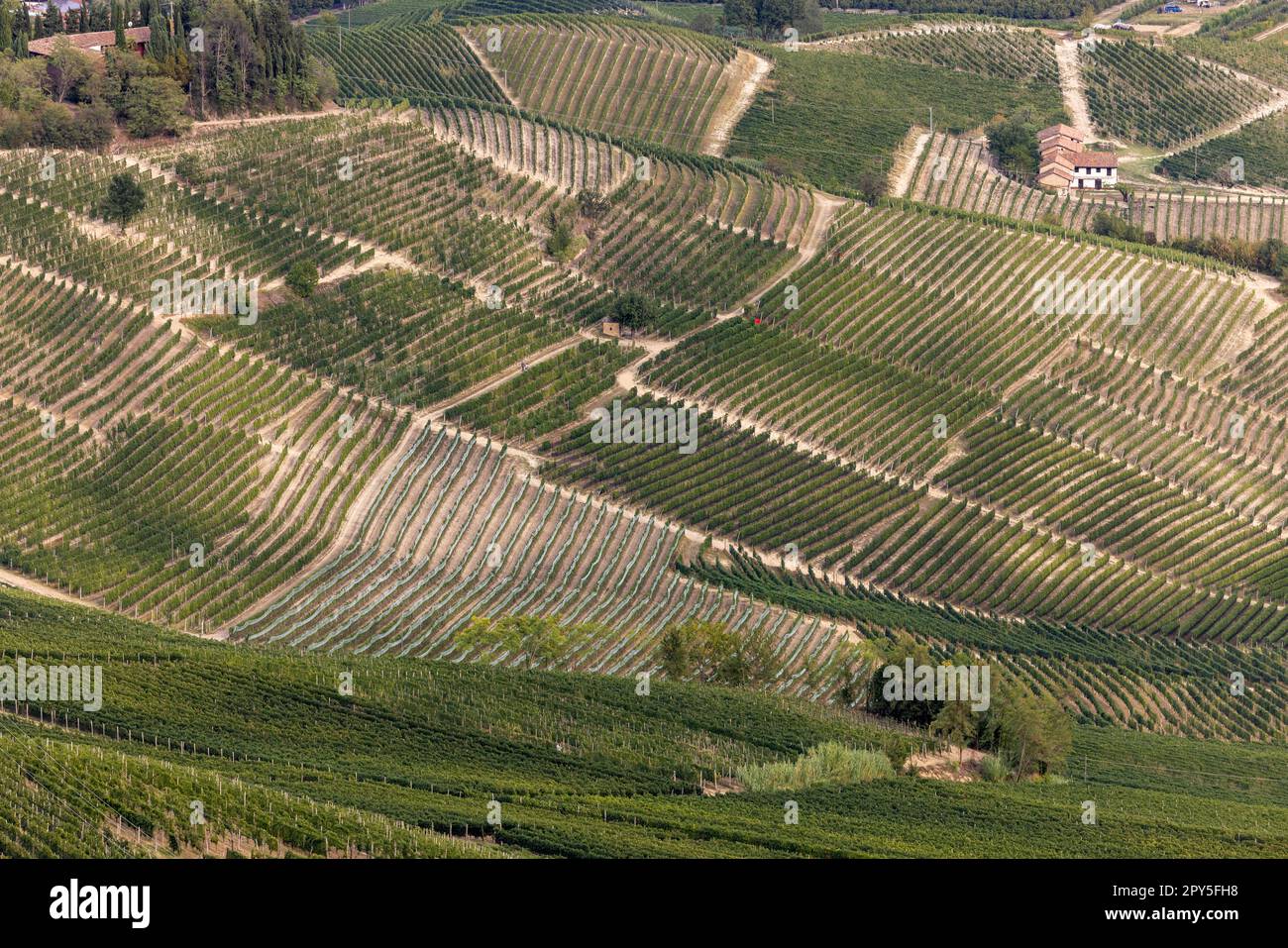 Langhe Weinberge in der Nähe von Barolo und La Morra, UNESCO-Weltkulturerbe, Piemont, Italien Stockfoto
