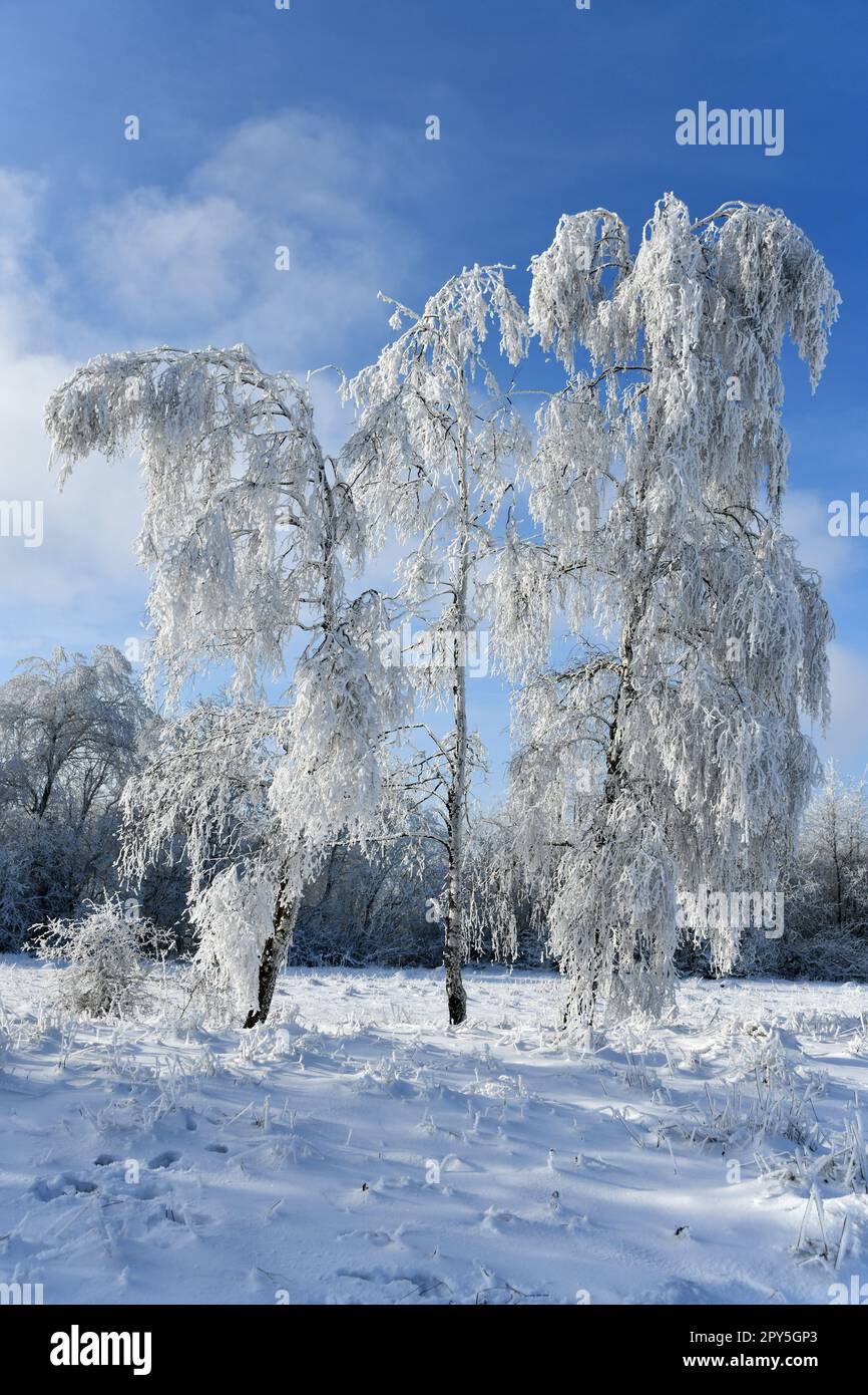 Winterlandschaft mit schneebedeckten Bäumen Stockfoto