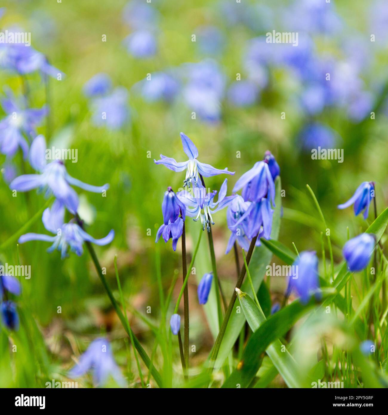 Kleine blaue Frühlingsblumen auf weichem grünen Hintergrund Stockfoto