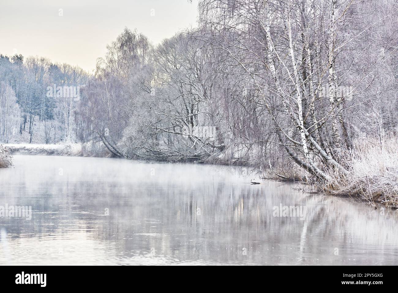 Schnee im Winter-Naturpark. Waldlandschaft bei kaltem Wetter, Bäume spiegeln sich im Wasser. Frost auf Gras, Stock. Januar-Nebel. Waldfluss Sonnenaufgang. Ländlicher Raum in Europa Stockfoto