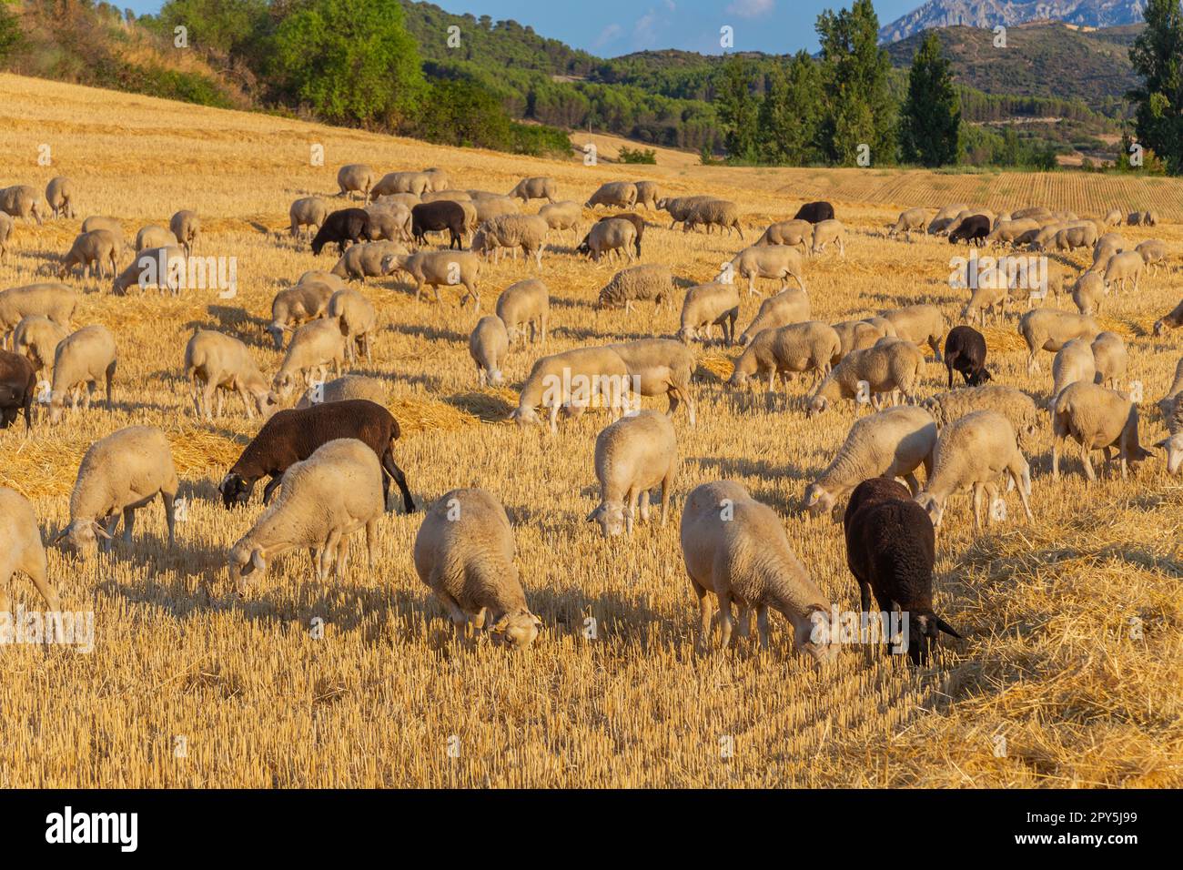 Schafe, die in den Bergen unterwegs sind Stockfoto