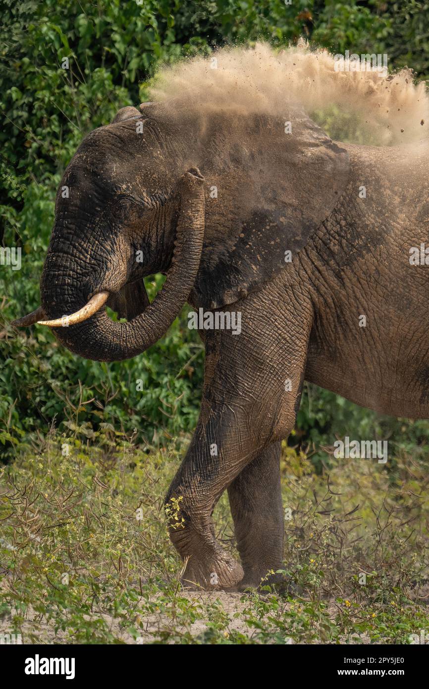Nahaufnahme eines afrikanischen Elefanten beim Staubbad Stockfoto
