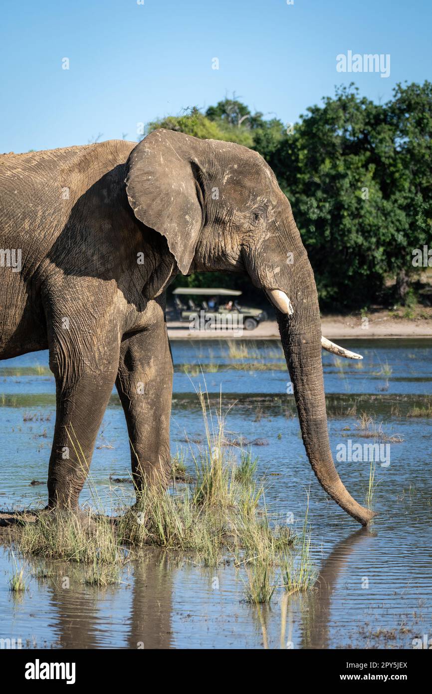 Nahaufnahme eines afrikanischen Elefanten, der am Wasser steht Stockfoto