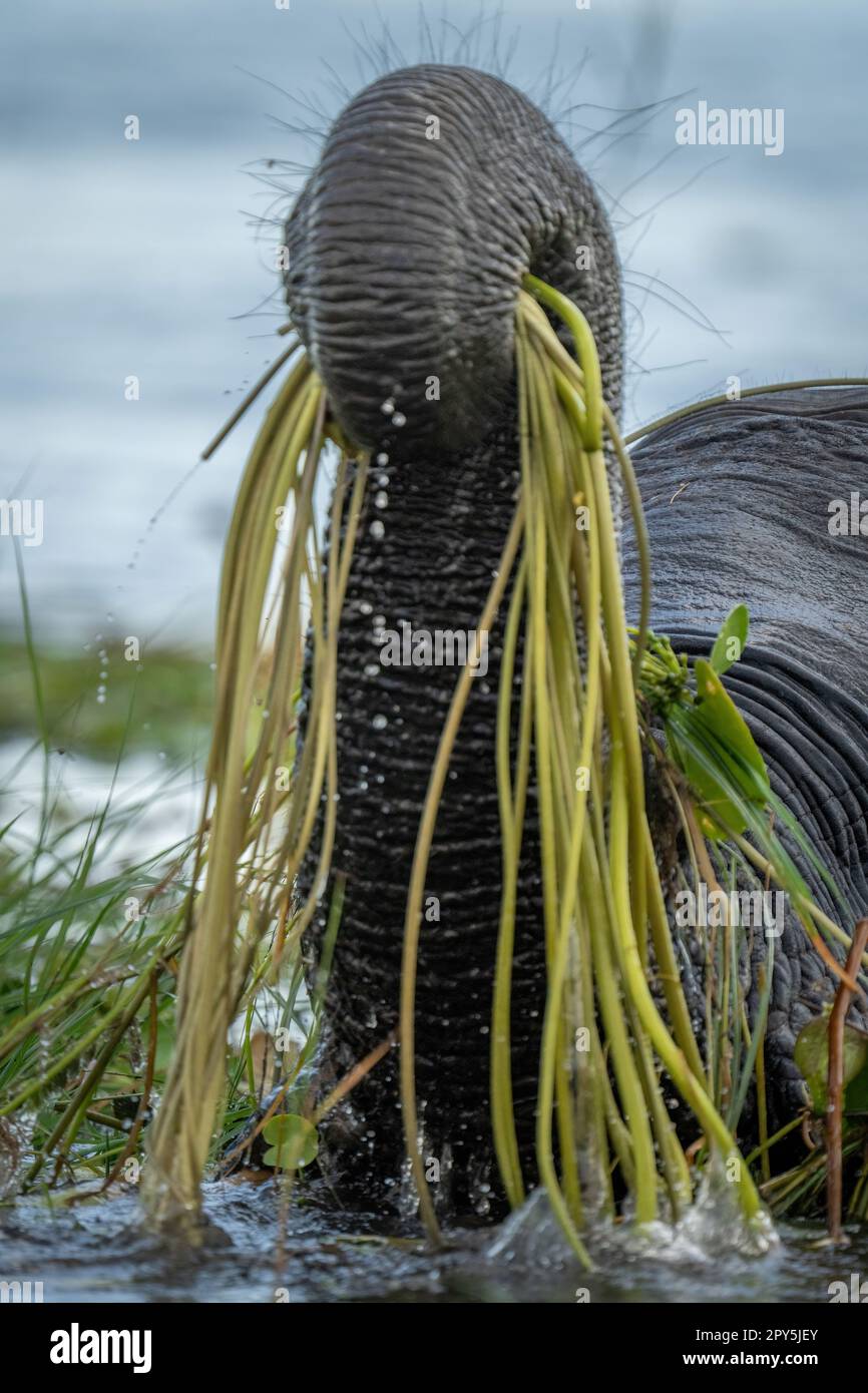 Nahaufnahme des Rasen haltenden afrikanischen Elefantenstamms Stockfoto