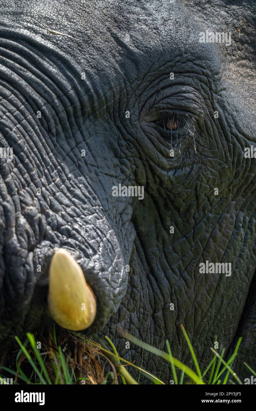 Nahaufnahme von afrikanischem Elefantenstoss und Auge Stockfoto