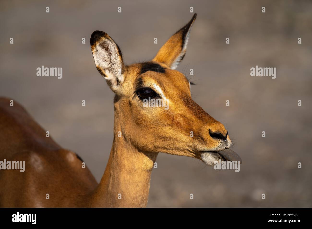 Nahaufnahme eines weiblichen Impalas mit Zungendarstellung Stockfoto