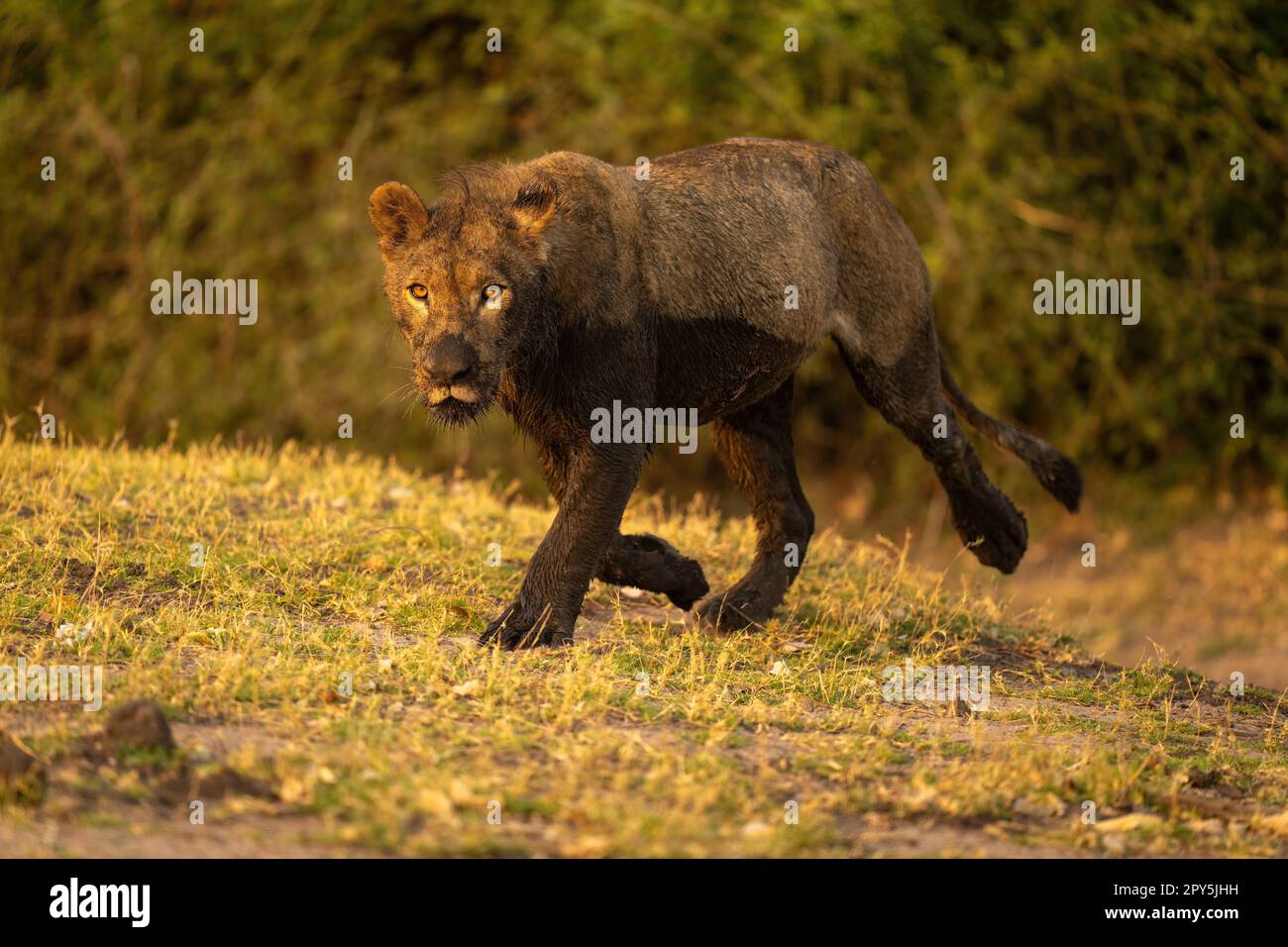 Junger männlicher Löwe läuft voller Schlamm Stockfoto