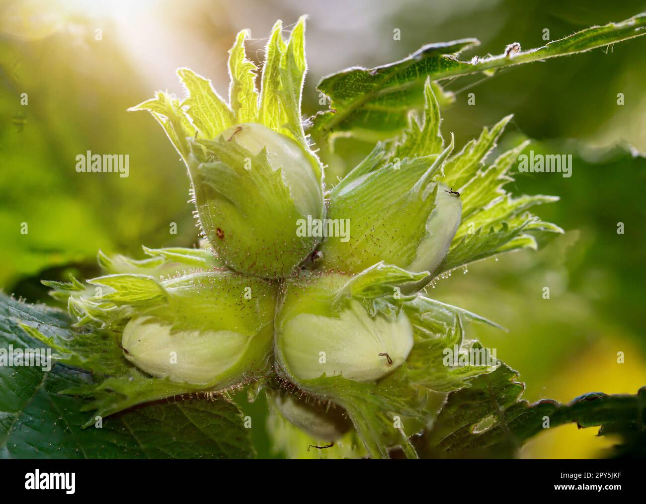 Vier grüne Haselnüsse auf einem Haselnussbusch im Sommer. Stockfoto