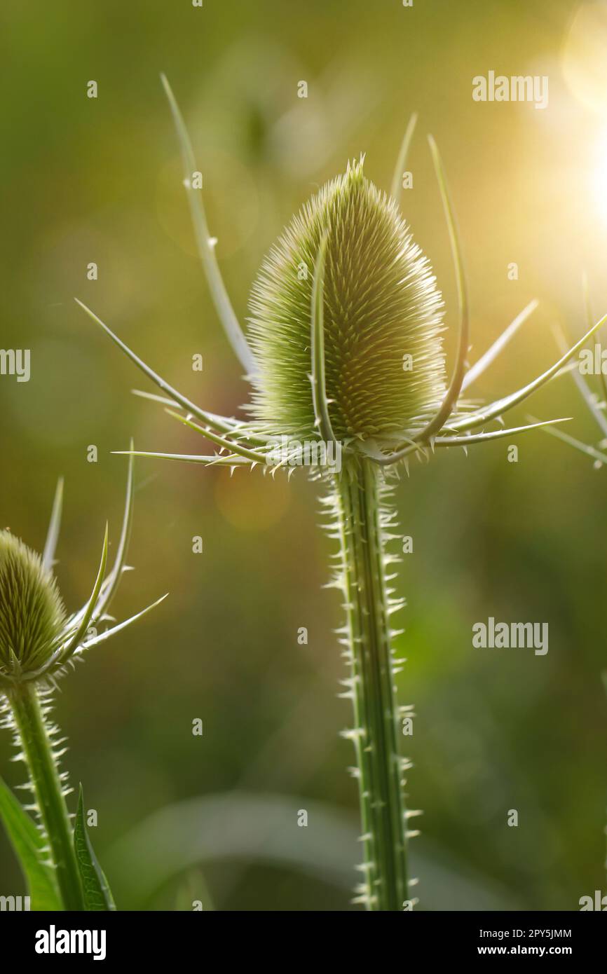 Die Blume des wilden Kardons ( Dipsacus fullonum) auf einer Wiese. Stockfoto