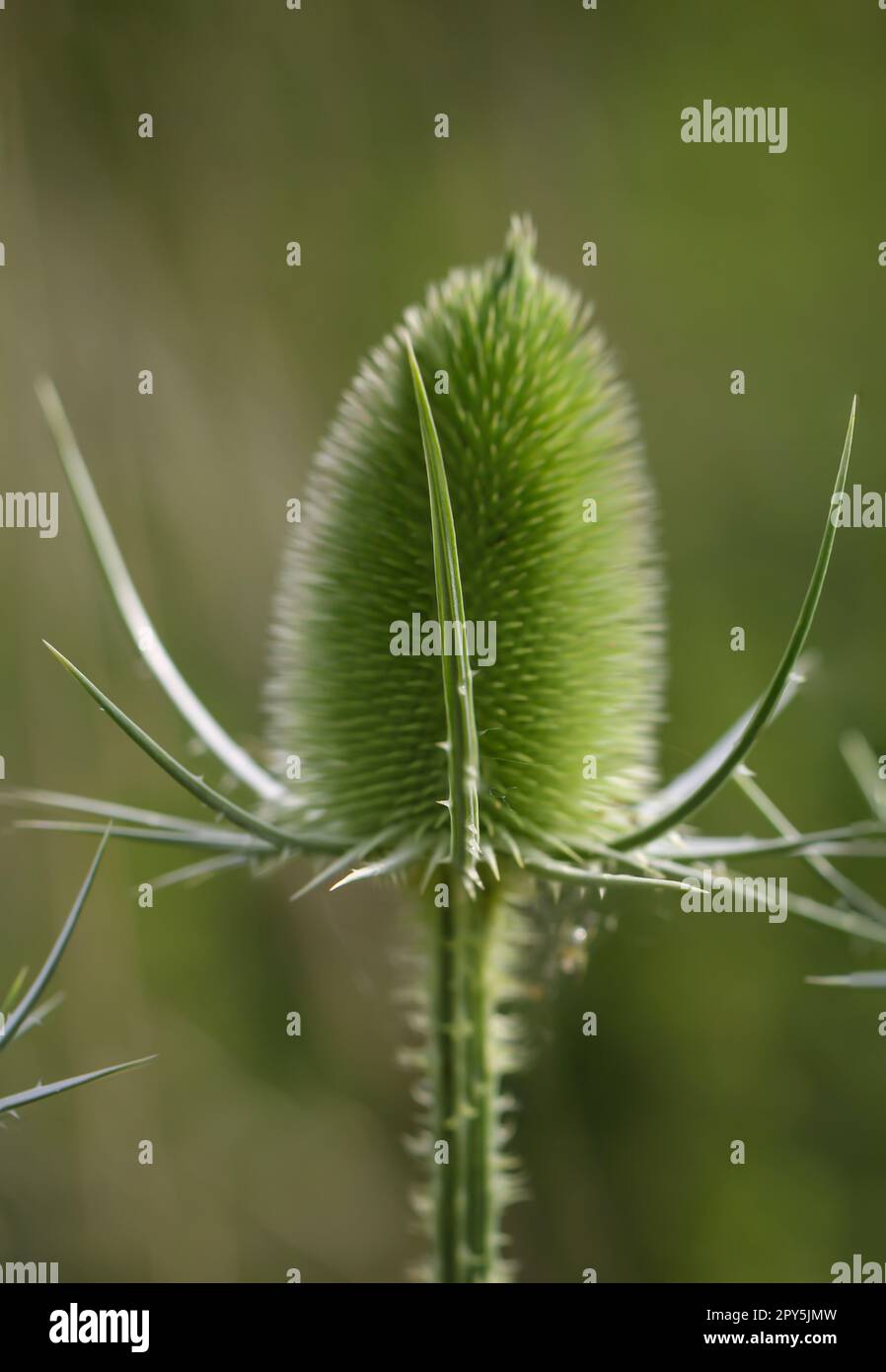 Die Blume des wilden Kardons ( Dipsacus fullonum) auf einer Wiese. Stockfoto