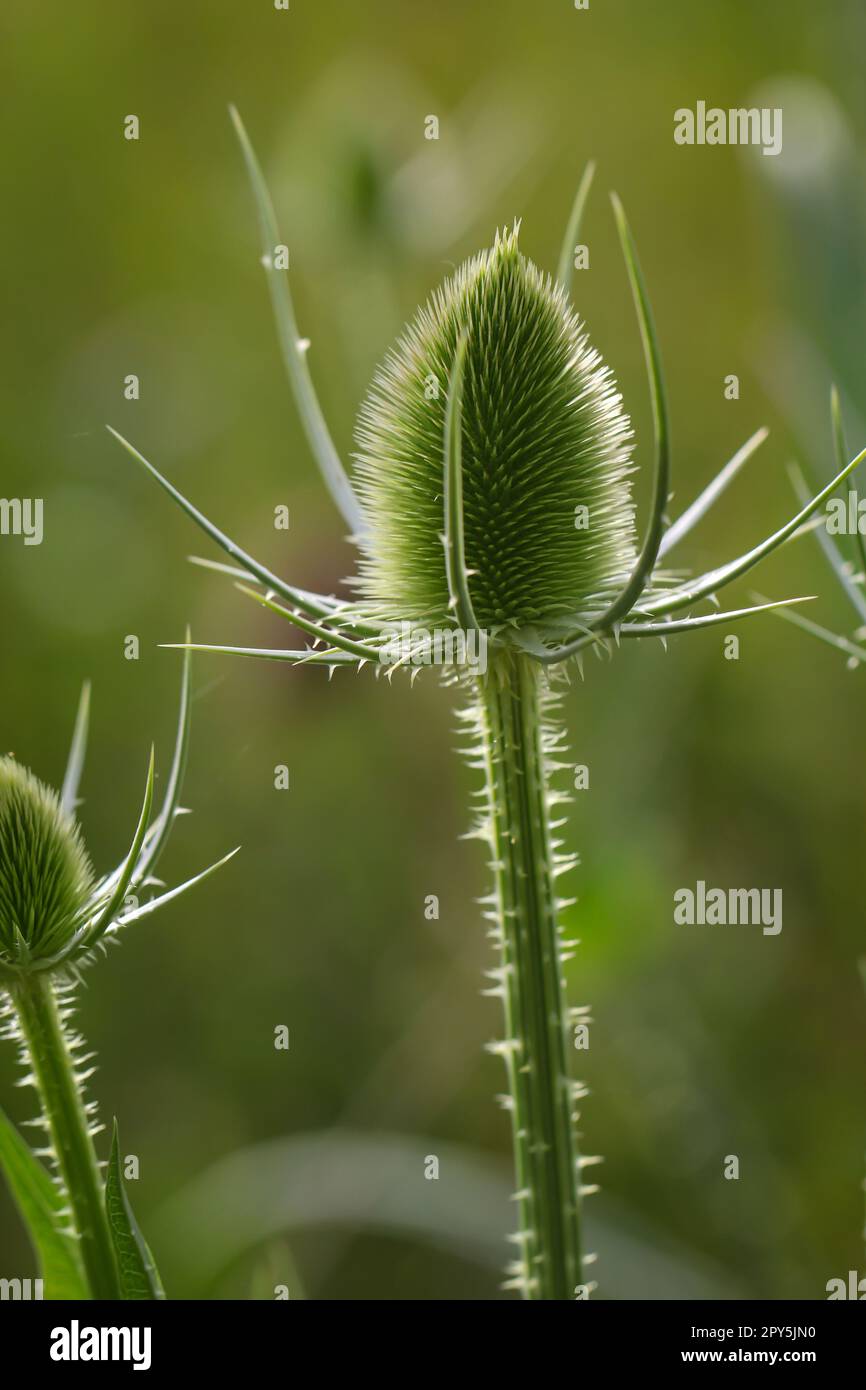 Die Blume des wilden Kardons ( Dipsacus fullonum) auf einer Wiese. Stockfoto