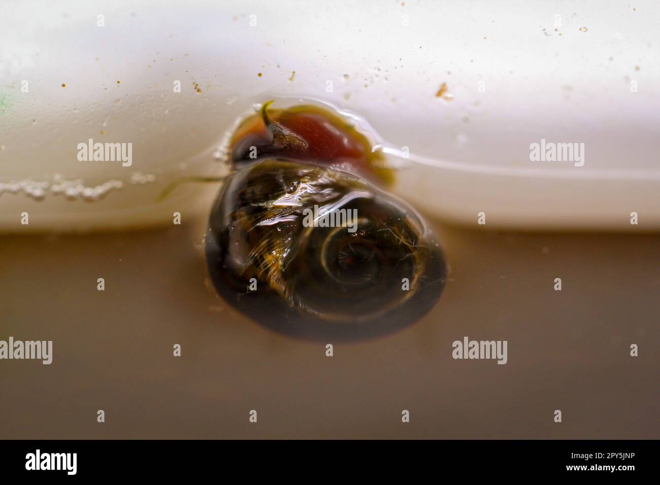 Eine Hornschnecke auf der Glasscheibe eines Aquariums. Stockfoto