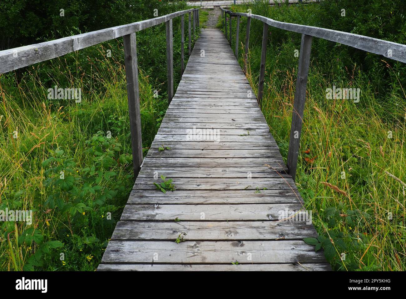 Eine alte hölzerne Hängebrücke über einem sumpfigen Graben mit hohem grünen Gras. Weg ins Nirgendwo. Ein verlassener Ort. Wandern in der Natur. Zwei lange Handläufe für mehr Sicherheit. Station Nyrki, Karelien. Bewölkter Abend. Stockfoto